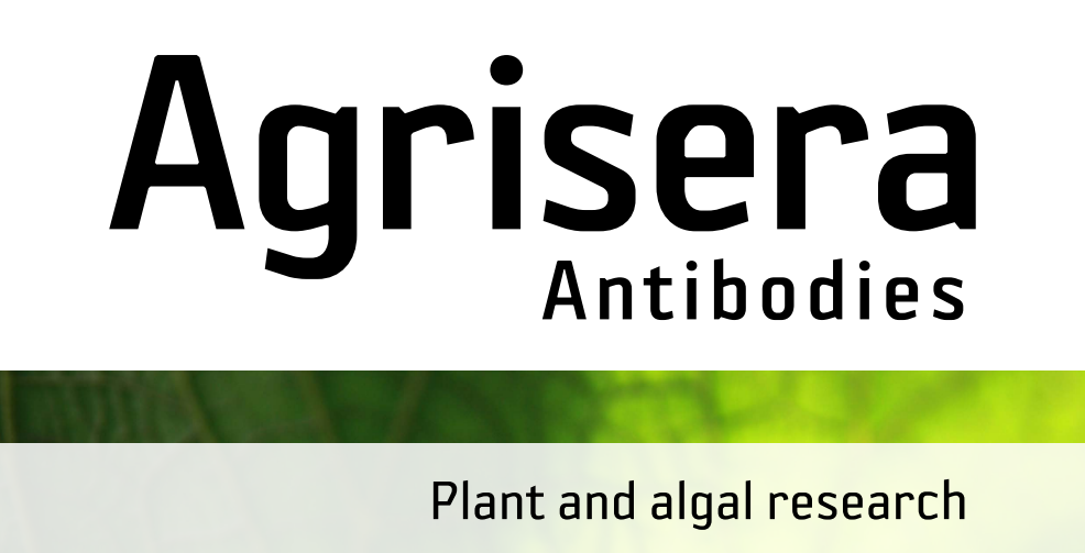 Agrisera MicroRNA相關(guān)研究植物蛋白抗體火熱促銷中！